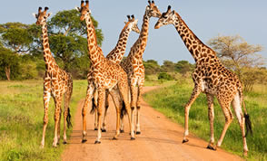 Rothchild's giraffe conservation in Uganda