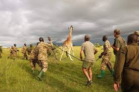 Rothchild's giraffe conservation in Uganda