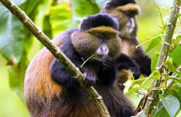 3 days rwanda gorilla tour