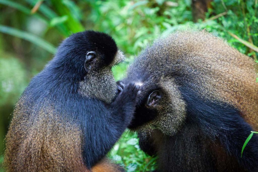 Golden monkeys