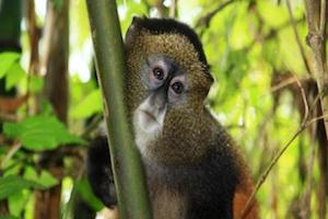 golden monkeys