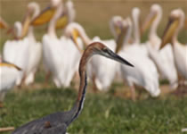 Uganda birding safaris