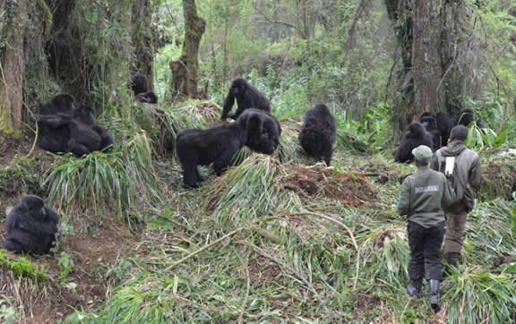 Virunga Conservation arae