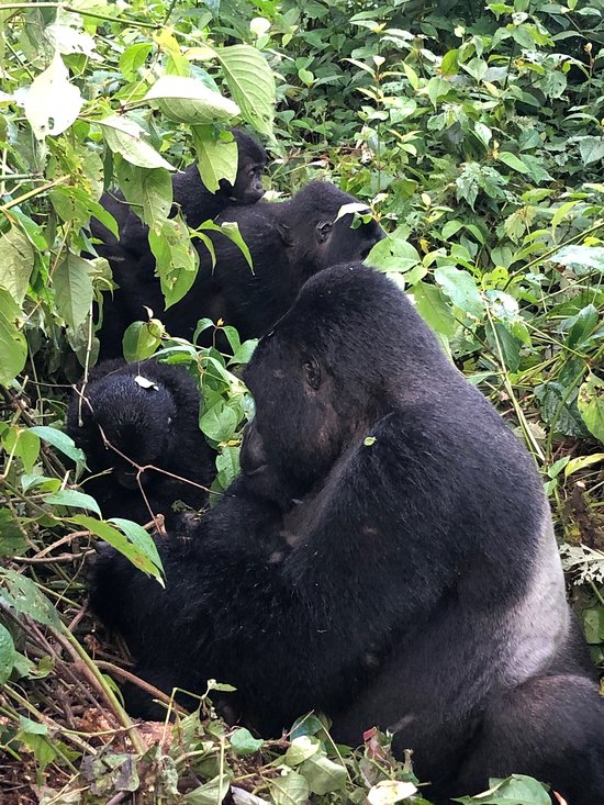 volcanoes national park Rwanda