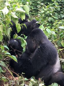 gorilla trekking 
