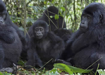 13 Days Uganda Rwanda Safari