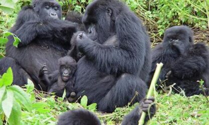 gorilla safaris