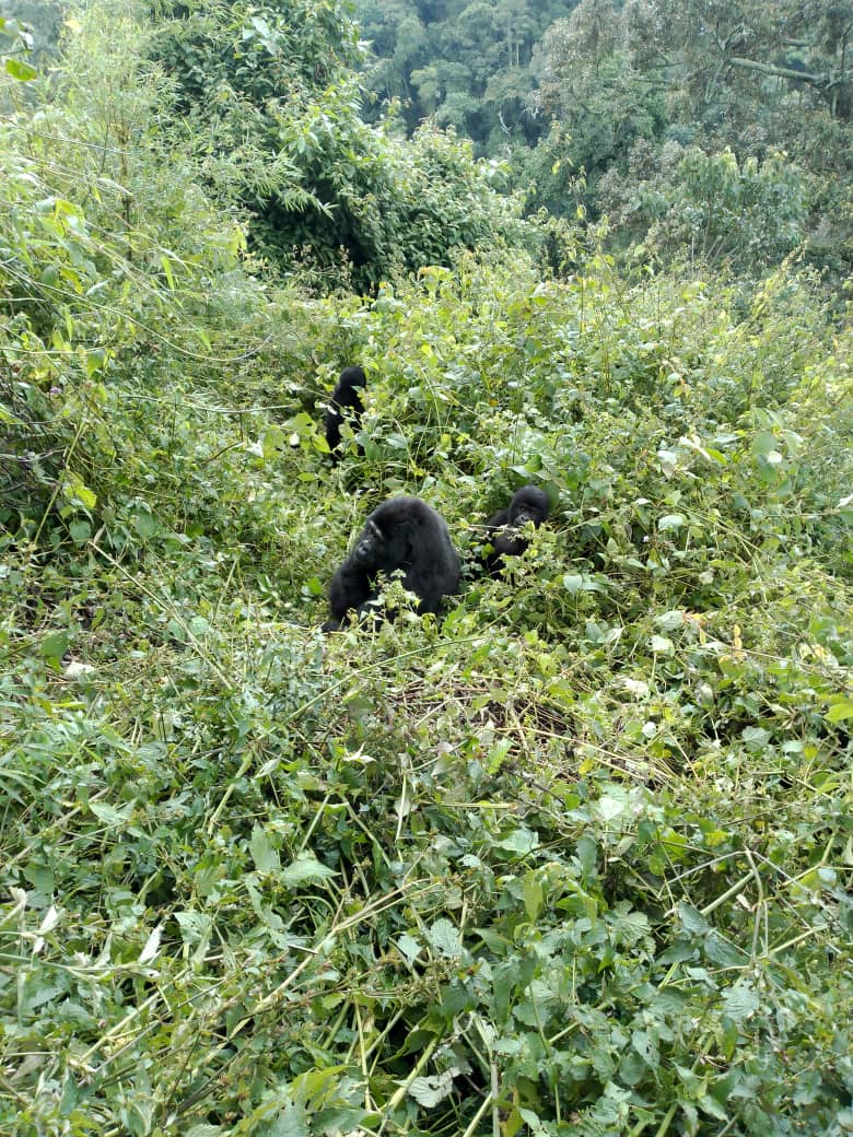 gorilla family