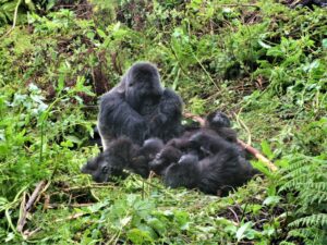 Gorilla trekking