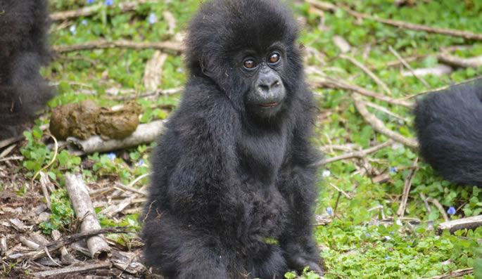 Gorilla safaris
