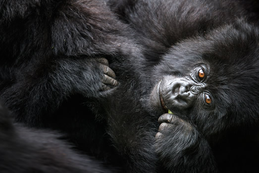 Mountain Gorilla habituation experience