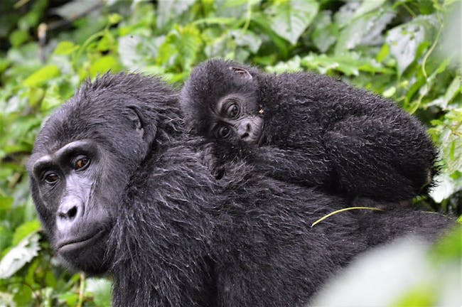 gorilla behaviour 