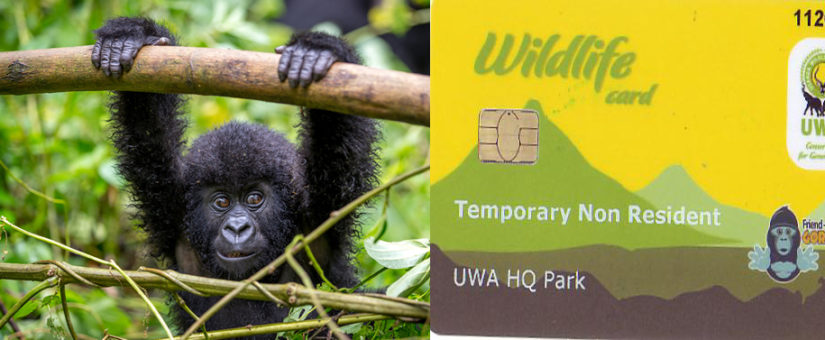 Gorilla Trek Africa