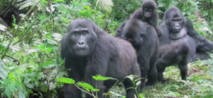 gorilla safaris 