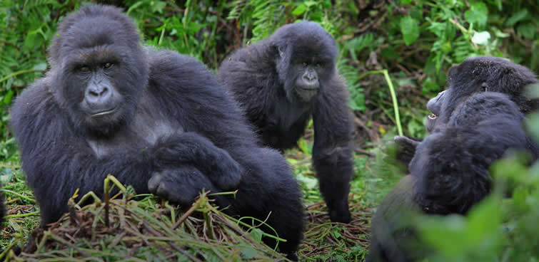 Rwanda considers luxury tourism