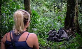 gorilla safaris 
