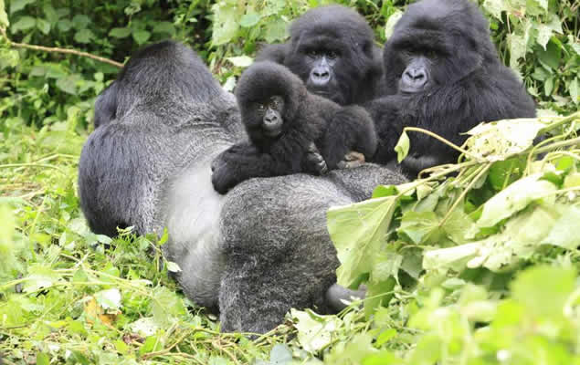 9 Days Rwanda Gorilla Tour