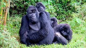 14 Days Uganda   Rwanda Safari