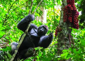 5 Days Uganda Gorilla Safari