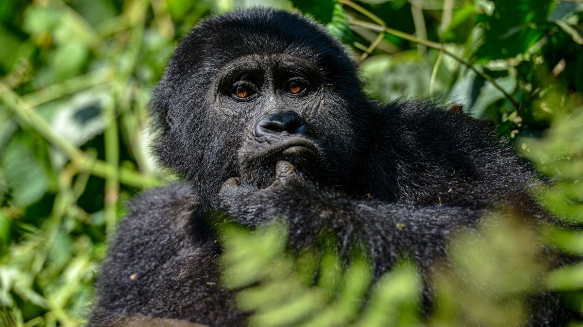 gorilla safaris