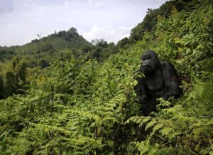 Gorillas in Volcanoes Park | Gorilla Trek Africa 5 Days Rwanda Gorilla Tour