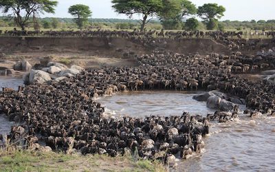 gorilla safaris 