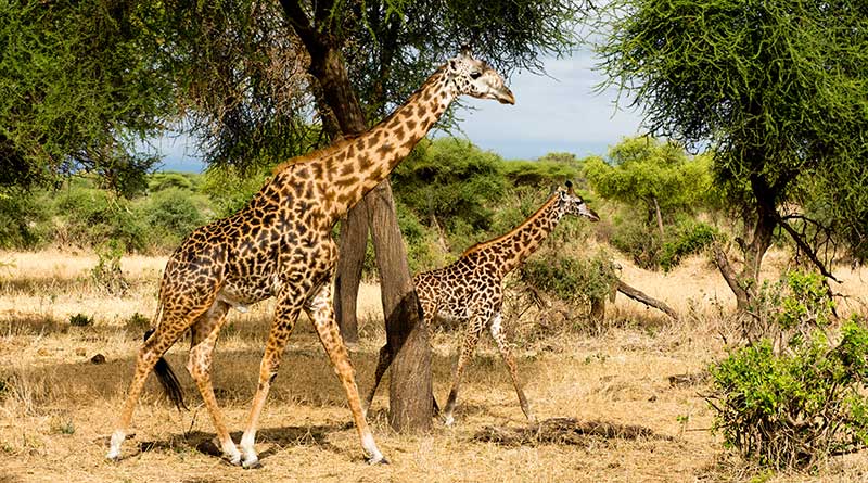 8 days uganda gorilla tour 