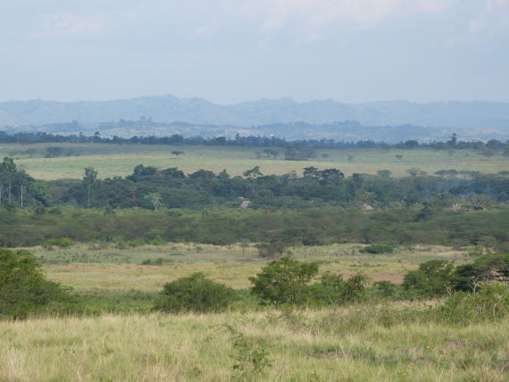 Ishasha wilderness