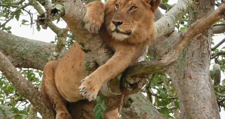 9 days safari