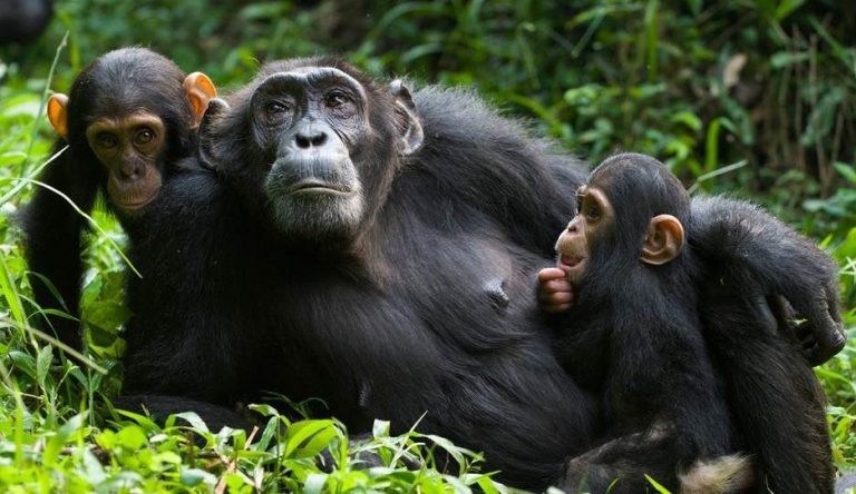 7 Days Uganda Gorilla Safari