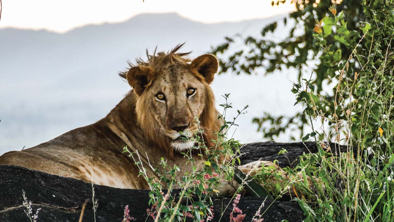 12 Days Uganda Safari