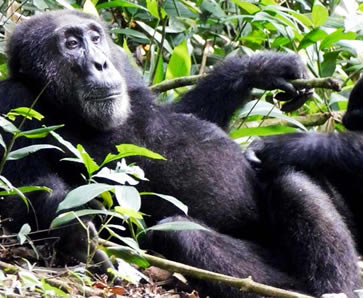chimpanzee habituation 