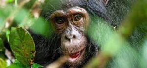 7 Days Uganda safari
