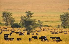 Northen circuit of Uganda
