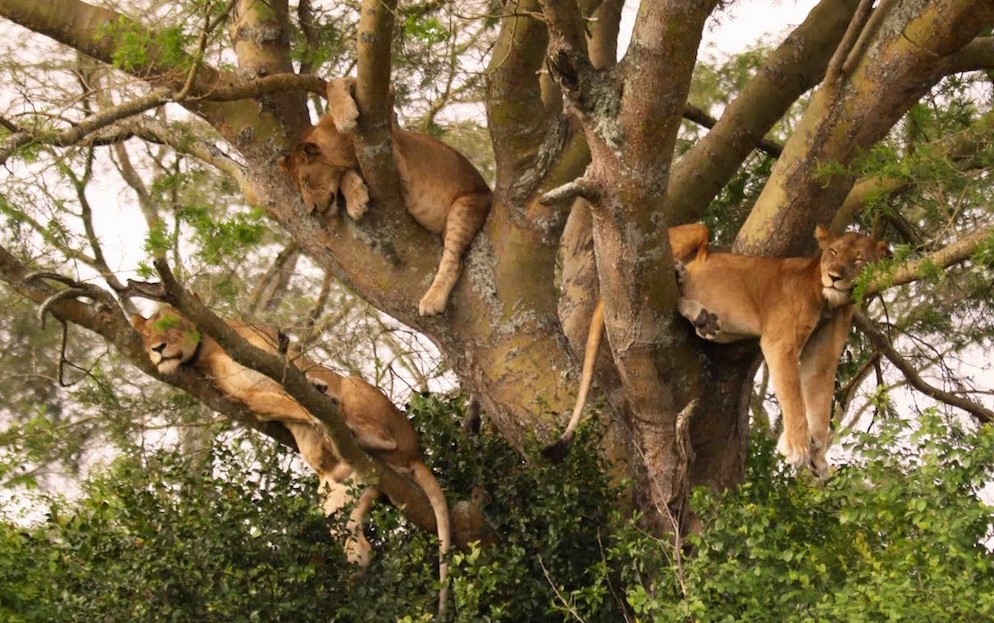 Lake Manyara National Park