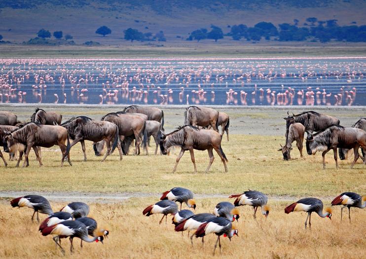gorilla safaris