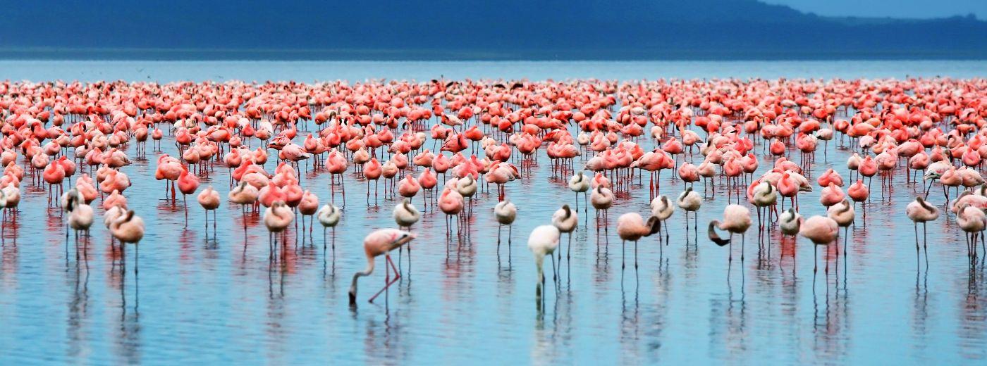 27 days East Arica safari