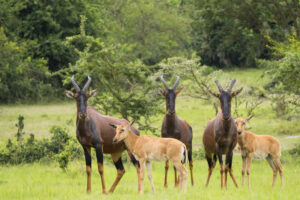 8 Days Uganda gorilla tour