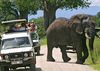 20 Days Uganda Safari