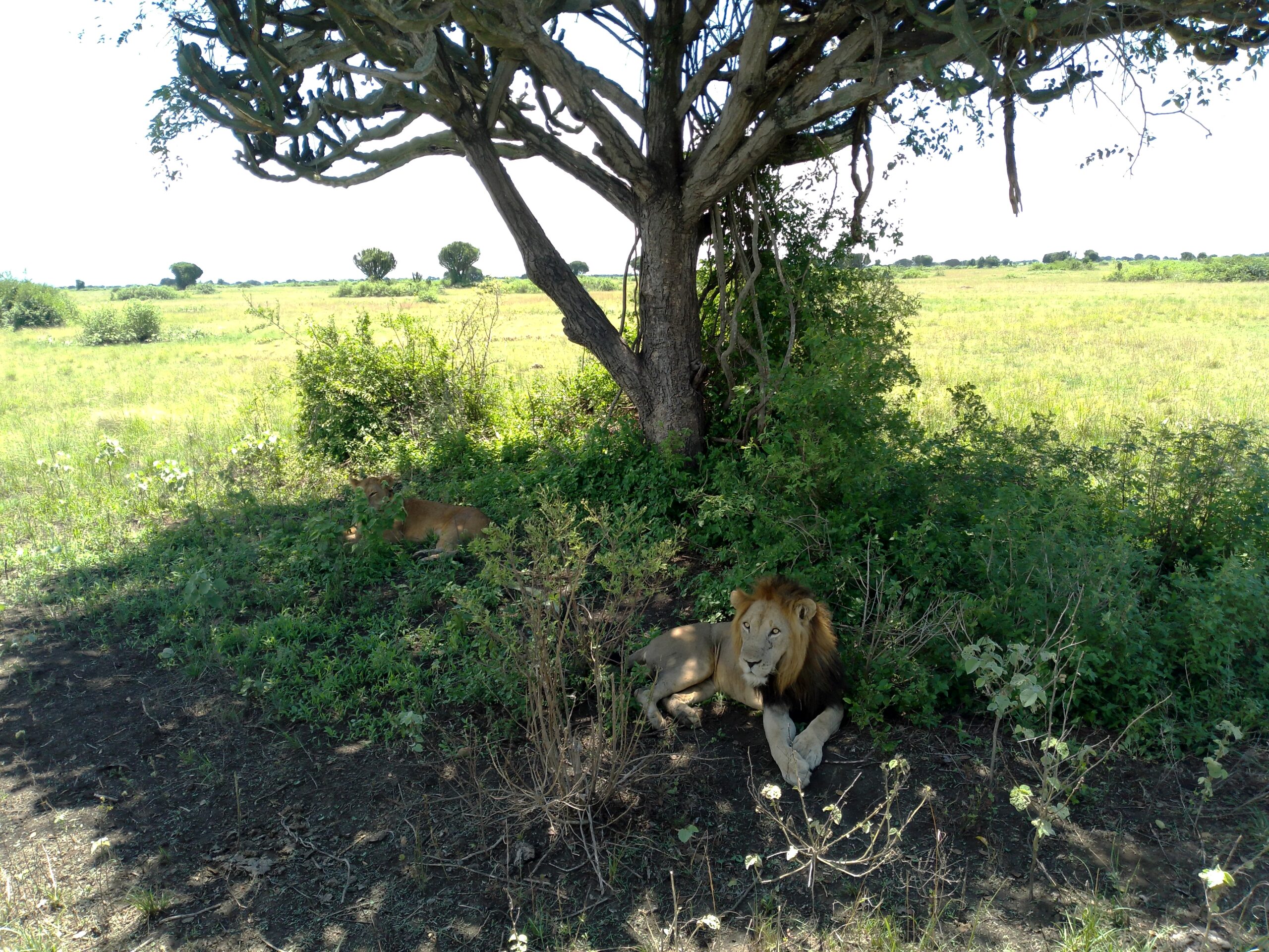 Queen Elizabeth National Park