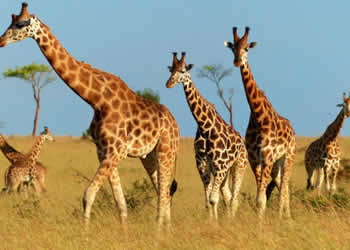 20 Days Uganda Safari