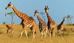 14 Days Uganda   Rwanda Safari