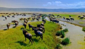 8 Days Tanzania Migration Safari