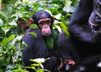 13 Days Uganda Rwanda Safari