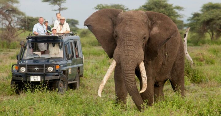 off season safaris