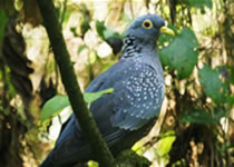 Uganda birding safaris