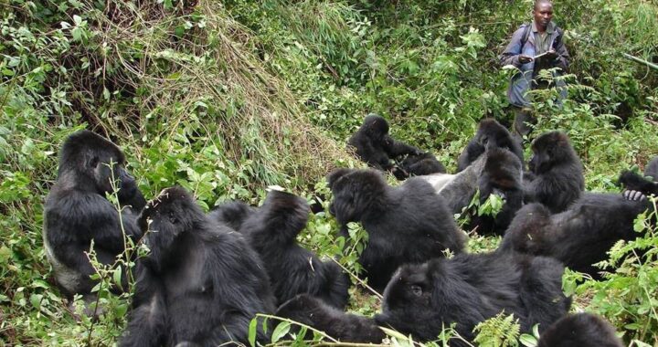 gorilla safaris