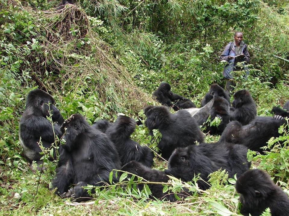 gorilla safaris
