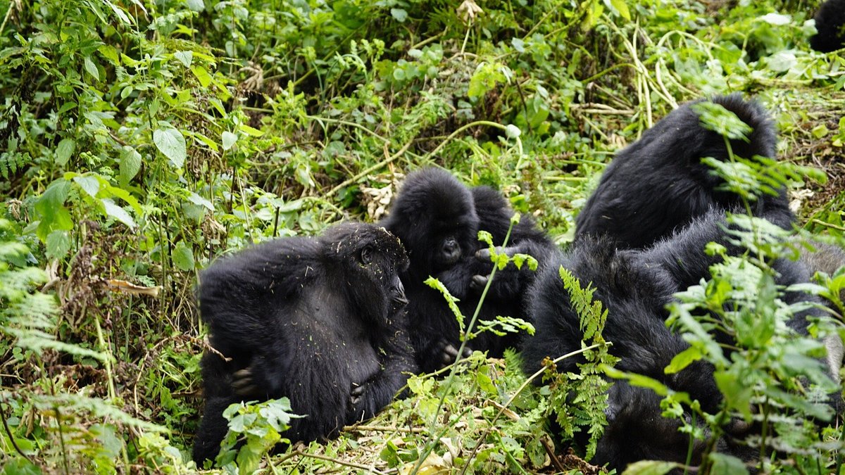 Gorilla Trekking