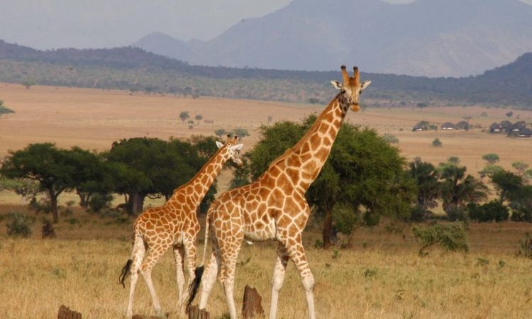 Rwanda safaris